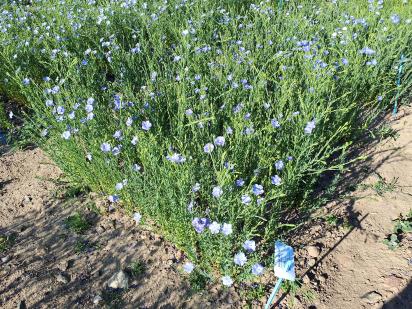 Click for 1 image(s) for this accession.